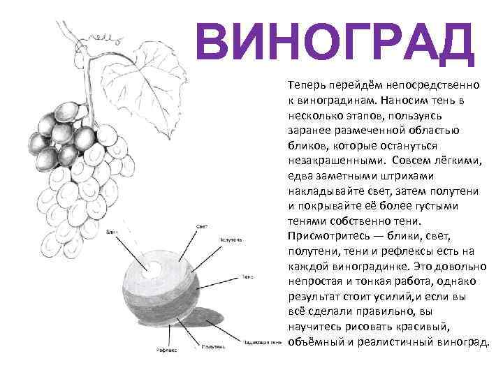 ВИНОГРАД Теперь перейдём непосредственно к виноградинам. Наносим тень в несколько этапов, пользуясь заранее размеченной