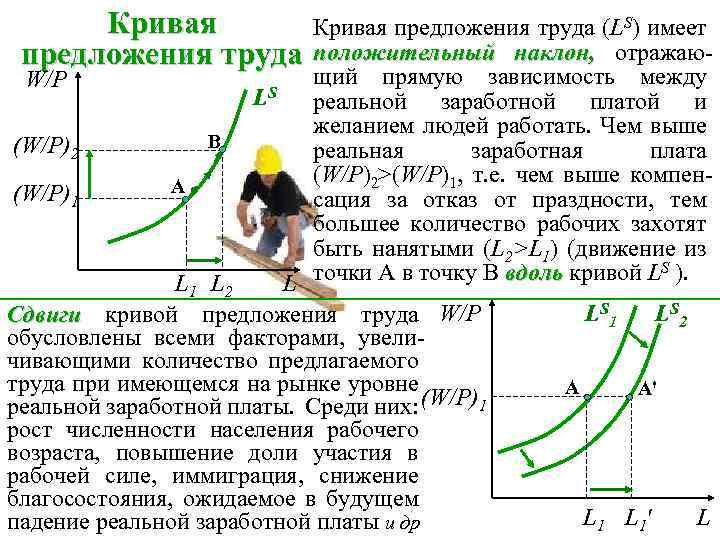 Кривая предложения труда (LS) имеет предложения труда положительный наклон, отражаю- щий прямую зависимость между