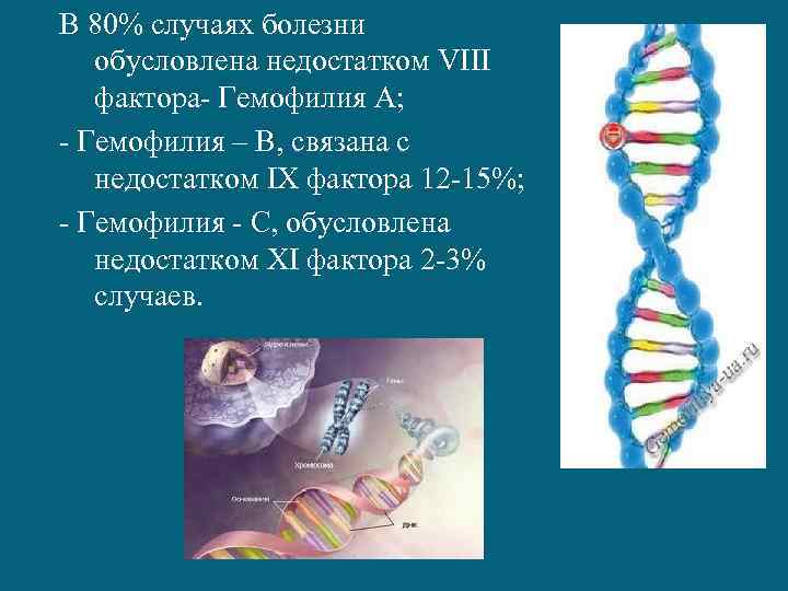 В 80% случаях болезни обусловлена недостатком VIII фактора- Гемофилия А; - Гемофилия – В,