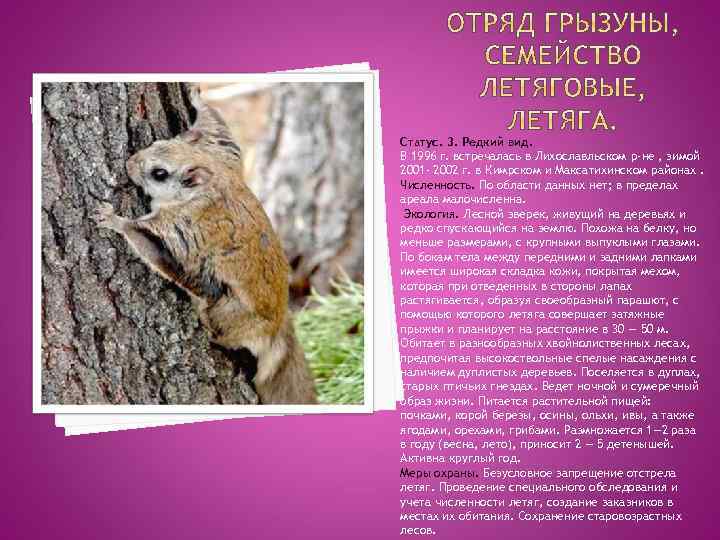 Статус. 3. Редкий вид. В 1996 г. встречалась в Лихославльском р-не , зимой 2001