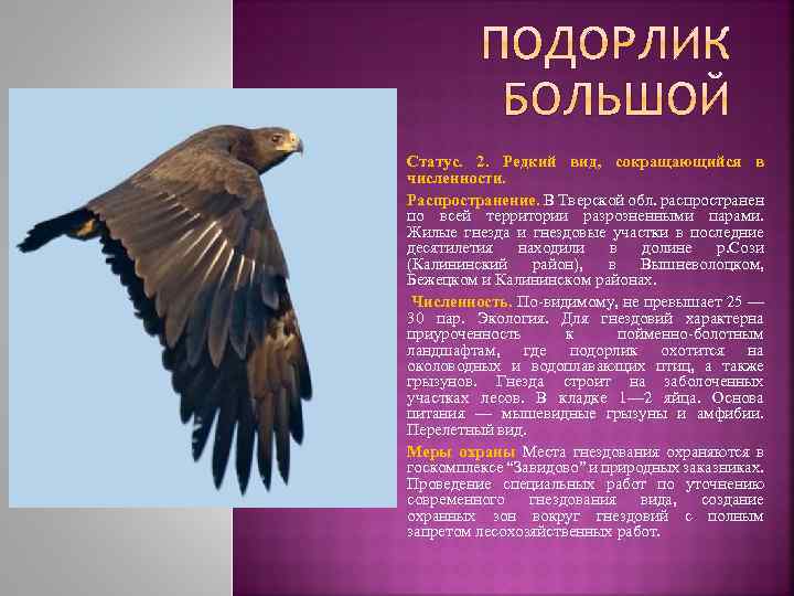 Статус. 2. Редкий вид, сокращающийся в численности. Распространение. В Тверской обл. распространен по всей