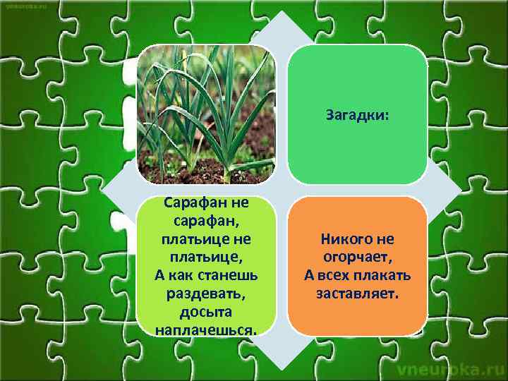 Загадки: Сарафан не сарафан, платьице не платьице, А как станешь раздевать, досыта наплачешься. Никого