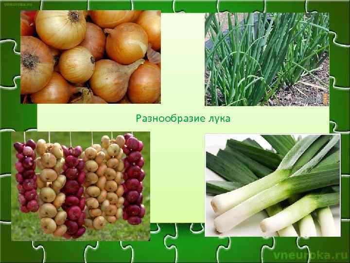 Разнообразие лука 