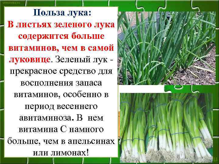 Польза лука: В листьях зеленого лука содержится больше витаминов, чем в самой луковице. Зеленый