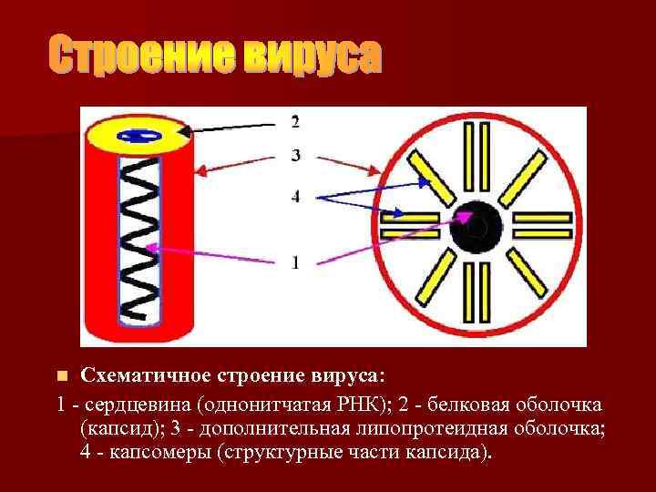 Схематичное строение вируса: 1 - сердцевина (однонитчатая РНК); 2 - белковая оболочка (капсид); 3