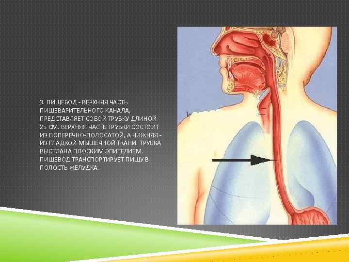 3. ПИЩЕВОД - ВЕРХНЯЯ ЧАСТЬ ПИЩЕВАРИТЕЛЬНОГО КАНАЛА, ПРЕДСТАВЛЯЕТ СОБОЙ ТРУБКУ ДЛИНОЙ 25 СМ. ВЕРХНЯЯ