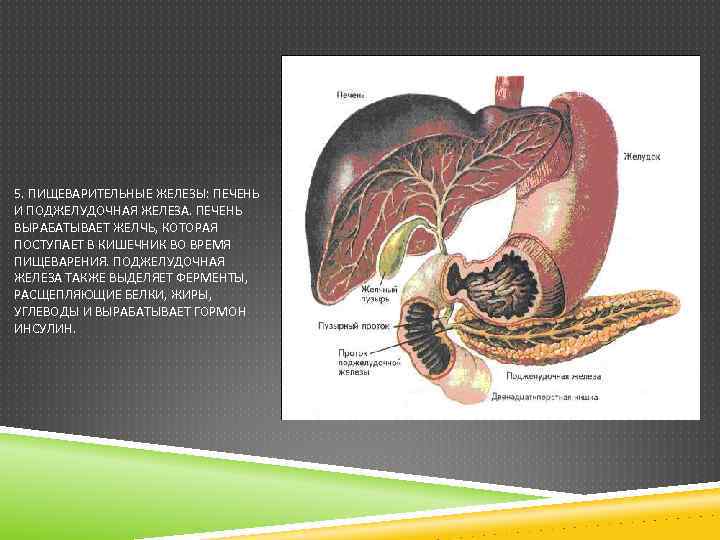 5. ПИЩЕВАРИТЕЛЬНЫЕ ЖЕЛЕЗЫ: ПЕЧЕНЬ И ПОДЖЕЛУДОЧНАЯ ЖЕЛЕЗА. ПЕЧЕНЬ ВЫРАБАТЫВАЕТ ЖЕЛЧЬ, КОТОРАЯ ПОСТУПАЕТ В КИШЕЧНИК