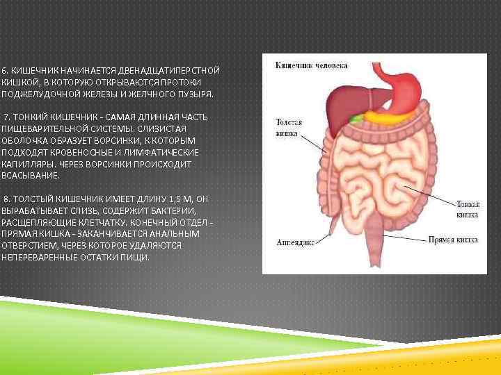 В тонкую кишку открываются протоки. Самая длинная часть пищеварительного тракта. Кишка самая длинная часть пищеварительной системы. В тонкий кишечник открываются протоки. Пристенные железы кишечника.