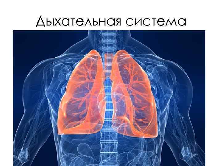 Дыхательная система 