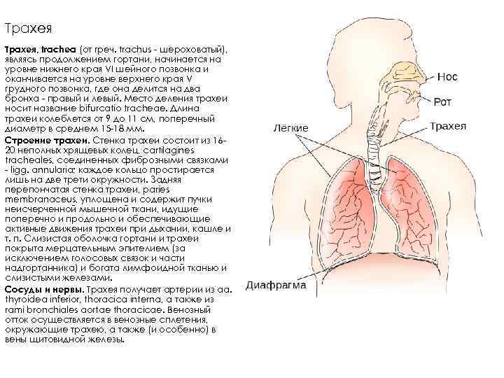 Трахея, trachea (от греч. trachus - шероховатый), являясь продолжением гортани, начинается на уровне нижнего