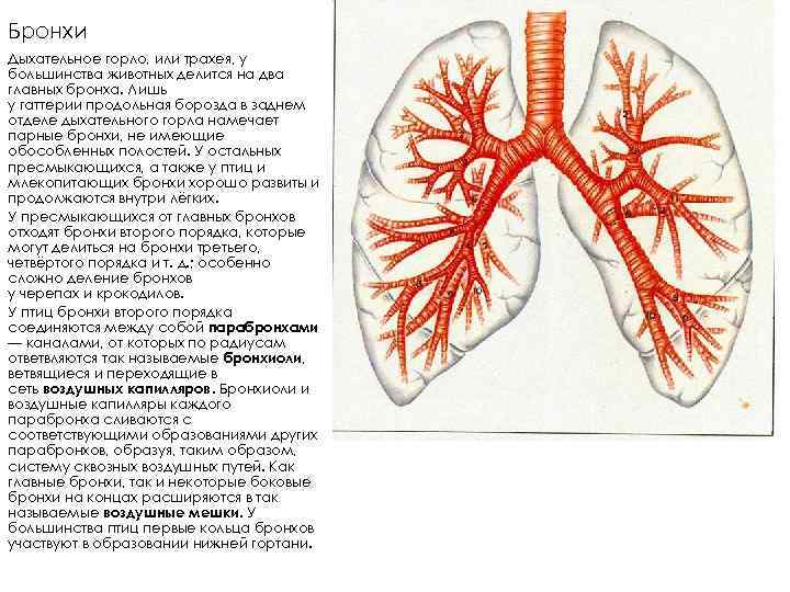 Бронхи Дыхательное горло, или трахея, у большинства животных делится на два главных бронха. Лишь