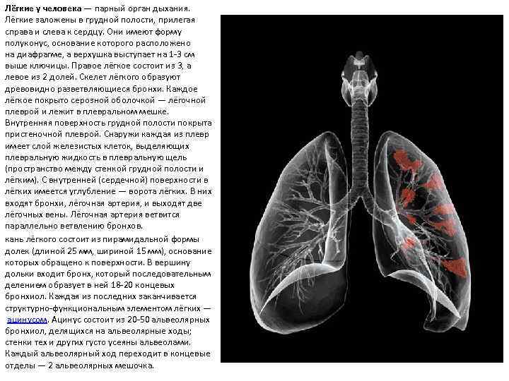 Лёгкие у человека — парный орган дыхания. . Лёгкие заложены в грудной полости, прилегая