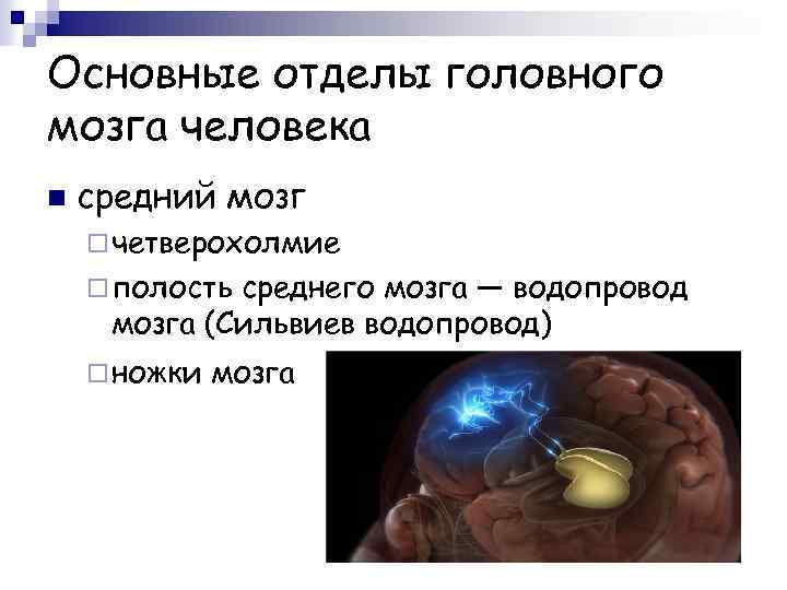 Основные отделы головного мозга человека n средний мозг ¨ четверохолмие ¨ полость среднего мозга