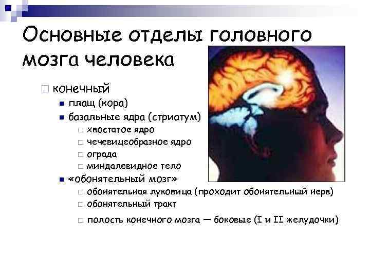 Основные отделы головного мозга человека ¨ конечный n плащ (кора) n базальные ядра (стриатум)