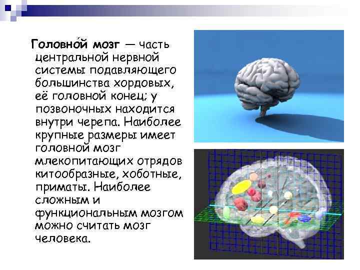 Головно й мозг — часть центральной нервной системы подавляющего большинства хордовых, её головной конец;