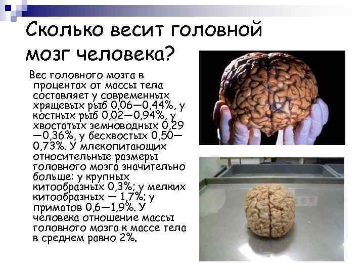 Сколько весит головной мозг человека? Вес головного мозга в процентах от массы тела составляет