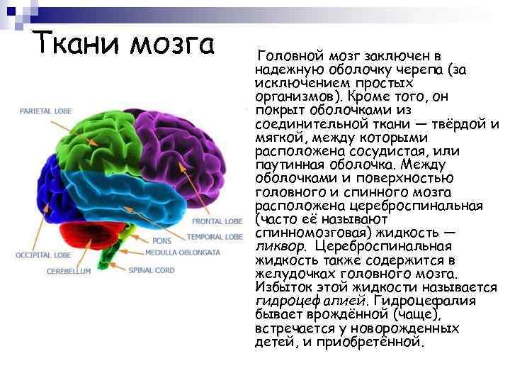 Ткани мозга Головной мозг заключен в надежную оболочку черепа (за исключением простых организмов). Кроме