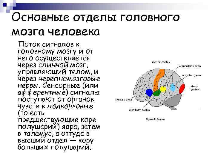 Основные отделы головного мозга человека Поток сигналов к головному мозгу и от него осуществляется