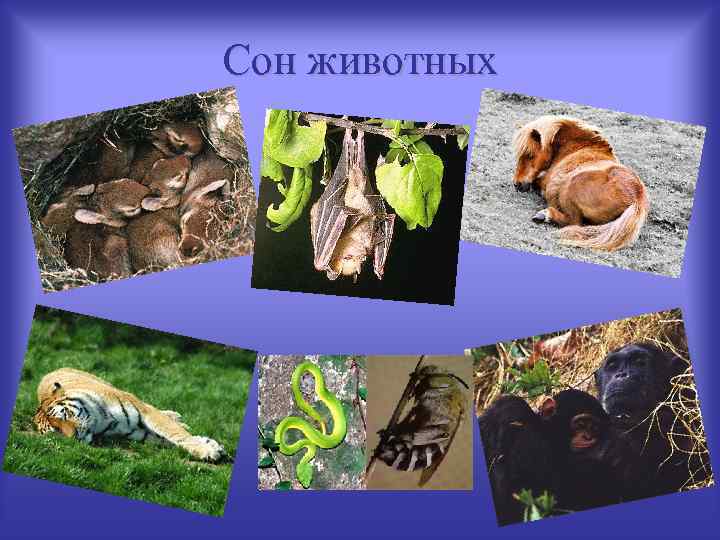 Сон животных 
