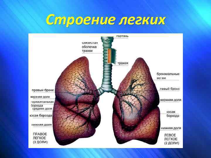 Строение легких 