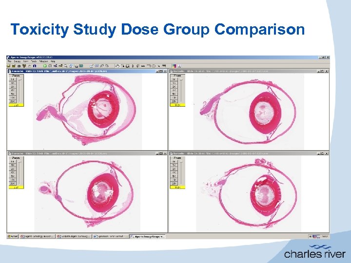 Toxicity Study Dose Group Comparison 