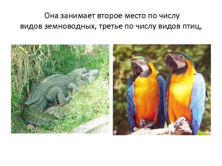  Она занимает второе место по числу видов земноводных, третье по числу видов птиц,