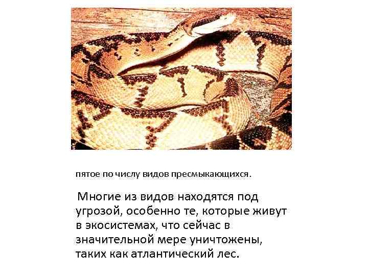 пятое по числу видов пресмыкающихся. Многие из видов находятся под угрозой, особенно те, которые