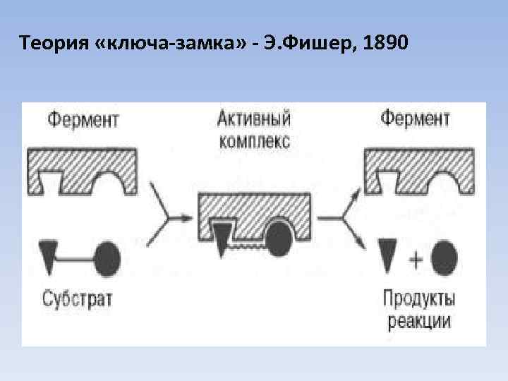 Принцип ключ замок. Теория ключ замок биохимия. Теория Фишера ключ-замок. Гипотеза ключ замок. Гипотеза ключа и замка Фишера.