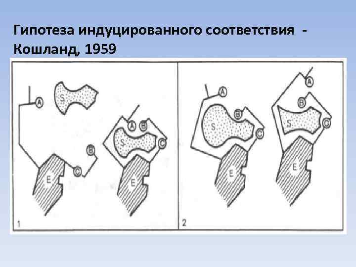 Гипотеза индуцированного соответствия Кошланд, 1959 