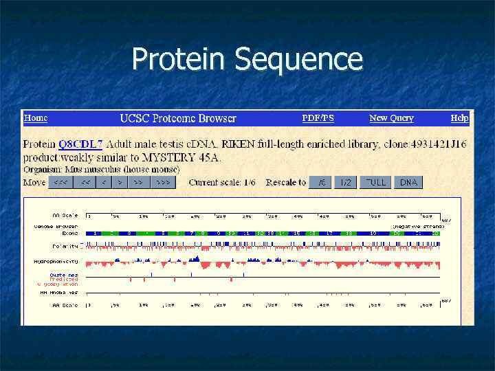 Protein Sequence 