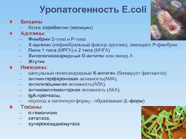 Уропатогенность E. coli Биоцины – белок аэробактин (колицин) Адгезины: – – – Фимбрии S-типа