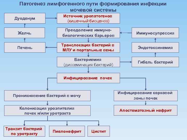 Патогенез лимфогенного пути формирования инфекции мочевой системы Дуоденум Источник уропатогенов (кишечный биоценоз) Желчь Преодоление