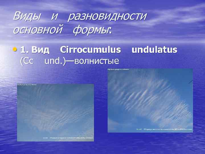 Виды и разновидности основной формы: • 1. Вид Cirrocumulus undulatus (Cc und. )—волнистые 