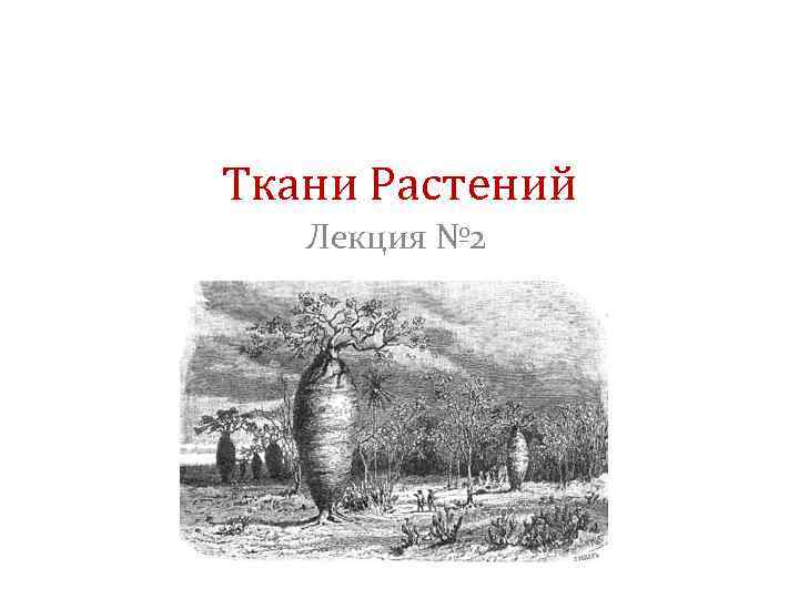 Ткани Растений Лекция № 2 