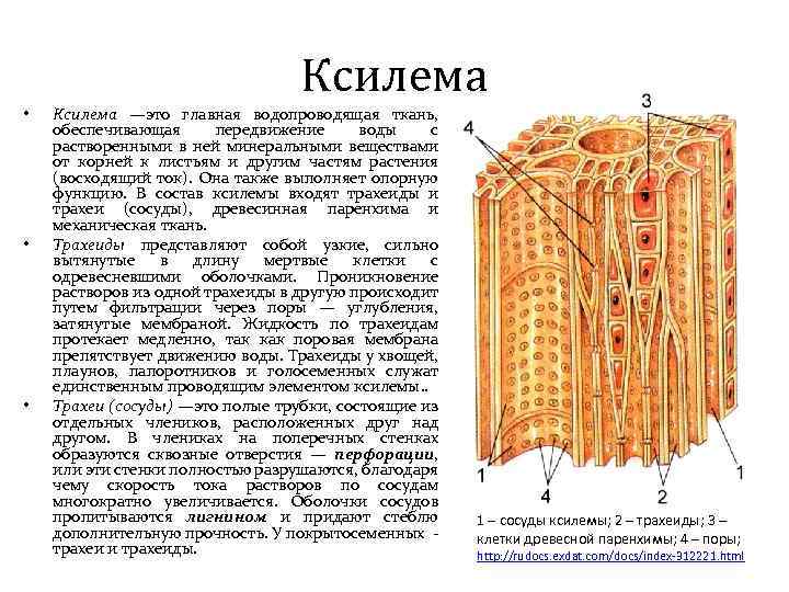 Растительные ткани входят в состав