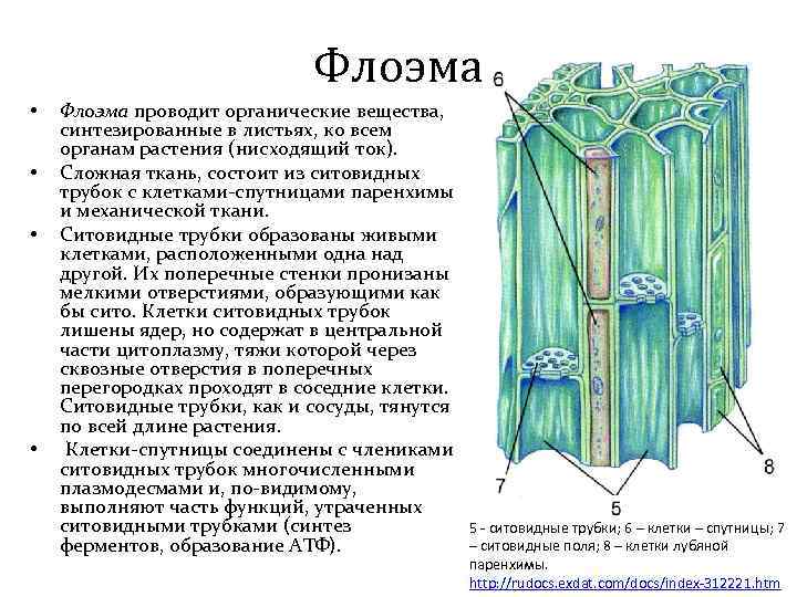 Ткань флоэмы. Флоэма и Ксилема ситовидные трубки. Ситовидные трубки и клетки-спутницы. Ситовидные трубки растительной ткани.