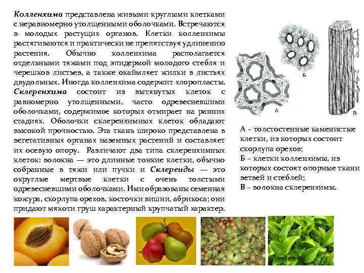 Колленхима представлена живыми круглыми клетками с неравномерно утолщенными оболочками. Встречаются в молодых растущих органов.