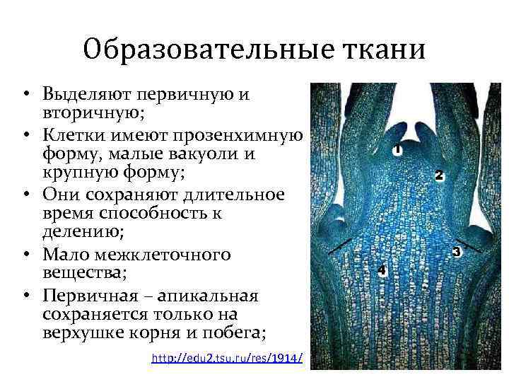 Образовательные ткани • Выделяют первичную и вторичную; • Клетки имеют прозенхимную форму, малые вакуоли