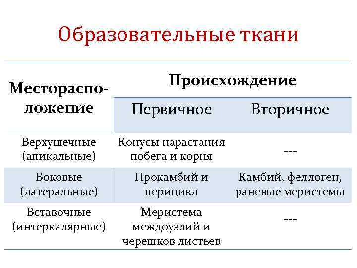 Образовательные ткани Происхождение Месторасположение Первичное Вторичное Верхушечные (апикальные) Конусы нарастания побега и корня ---