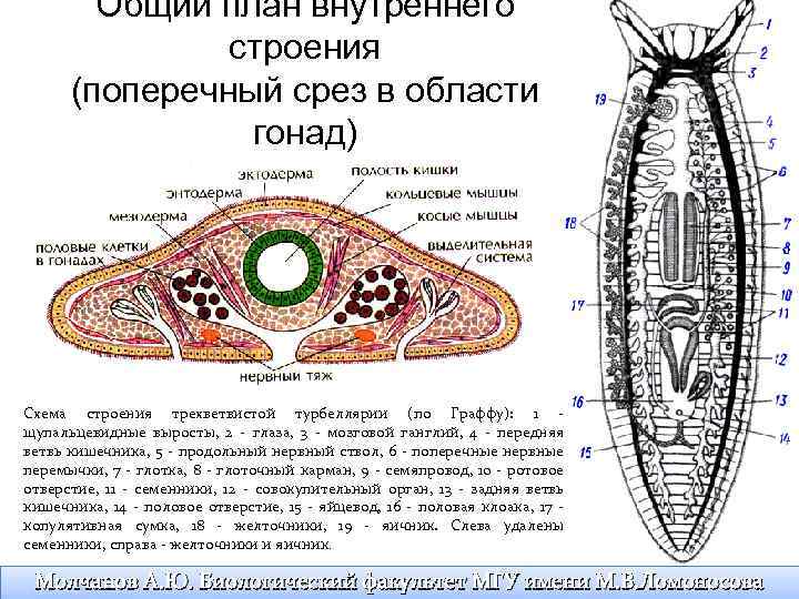 Изображение плоского червя