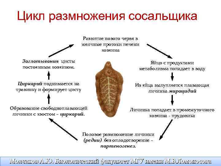 Рассмотрите рисунок 2 на котором представлен цикл развития ришты паразитического круглого червя