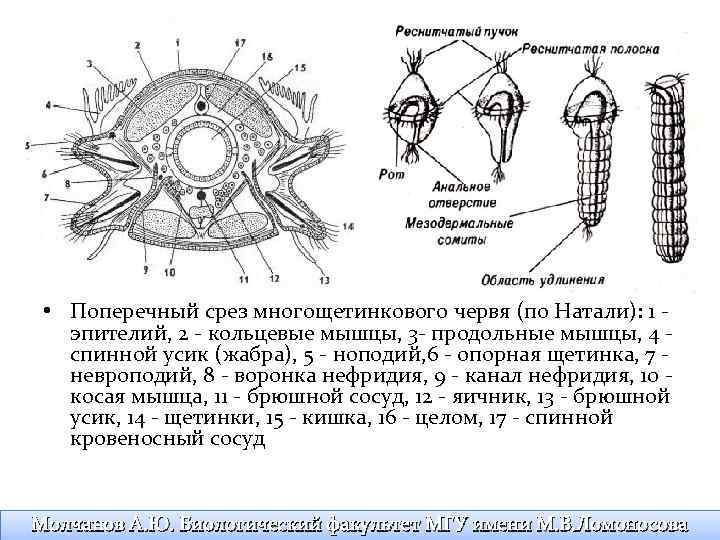 Найди что отмечено на схеме поперечного среза червя цифрой 1