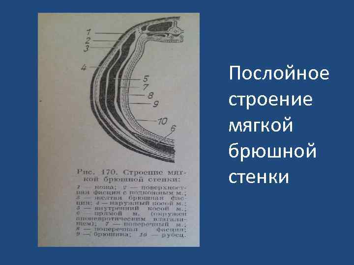 Послойное строение передней грудной стенки