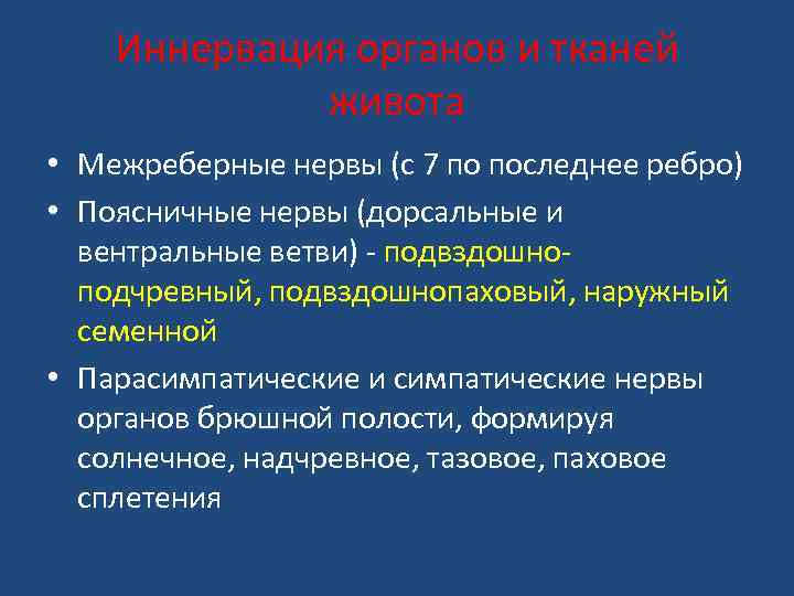 Иннервация органов и тканей живота • Межреберные нервы (с 7 по последнее ребро) •