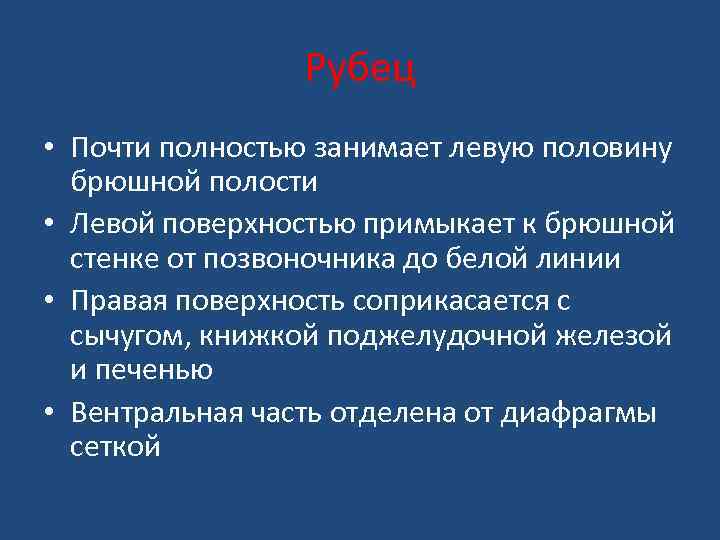 Рубец • Почти полностью занимает левую половину брюшной полости • Левой поверхностью примыкает к