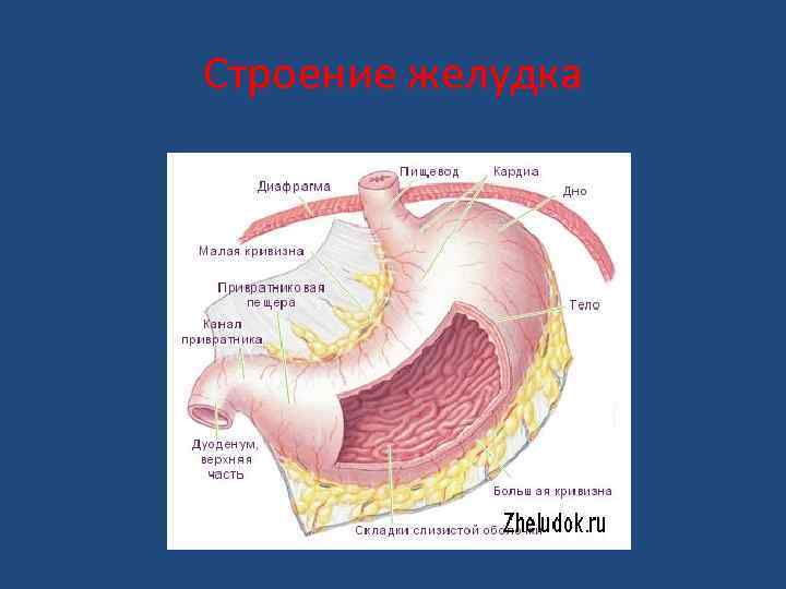 Строение желудка 