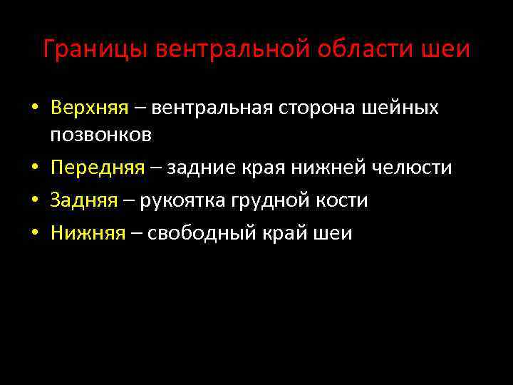 Границы вентральной области шеи • Верхняя – вентральная сторона шейных позвонков • Передняя –