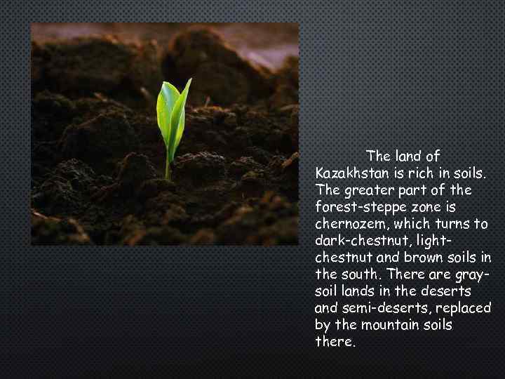 The land of Kazakhstan is rich in soils. The greater part of the forest-steppe