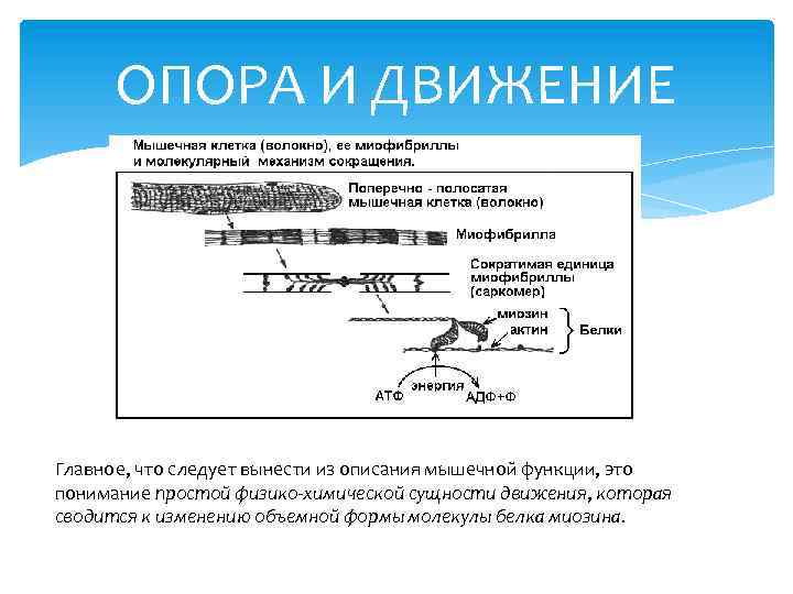 ОПОРА И ДВИЖЕНИЕ Главное, что следует вынести из описания мышечной функции, это понимание простой