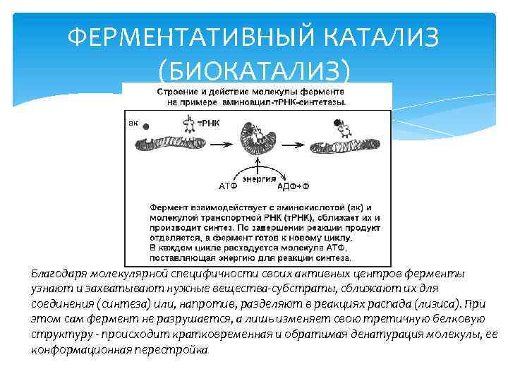 ФЕРМЕНТАТИВНЫЙ КАТАЛИЗ (БИОКАТАЛИЗ) Благодаря молекулярной специфичности своих активных центров ферменты узнают и захватывают нужные